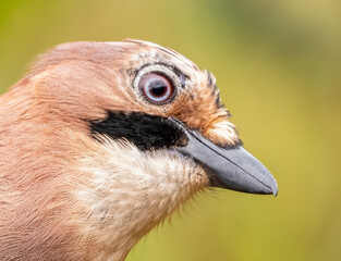 Eurasian Jay