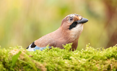 Eurasian Jay
