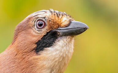 Eurasian Jay