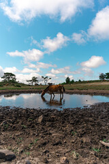 Fototapeta na wymiar A beautiful wild horse drinking water from a puddle.