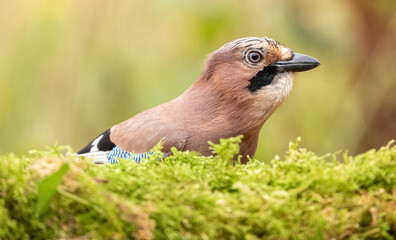 Eurasian Jay