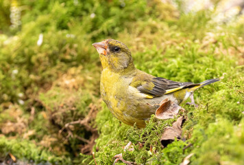Greenfinch