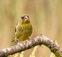 Greenfinch