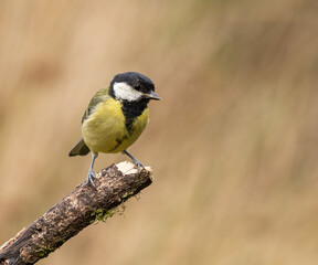 Great tit