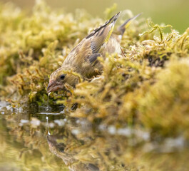 Greenfinch