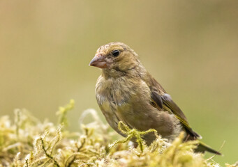 Greenfinch