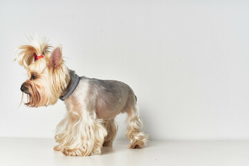 Yorkshire Terrier mammals friend of human isolated background