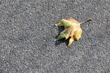 Dry leaf on asphalt in autumn