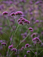 Flowers of Verbena bonariensis in a garden in summer