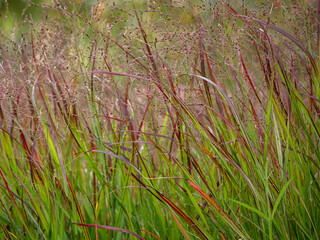 Panicum virgatum 'Shenandoah' grass in late summer in the garden