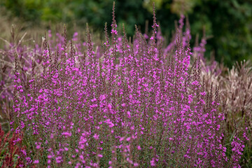 Flowers of Lythrum virgatum 'Dropmore Purple'  in summer in the garden © Chris Lawrence