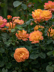 Flowers of Rosa Our Jane in summer in the Garden