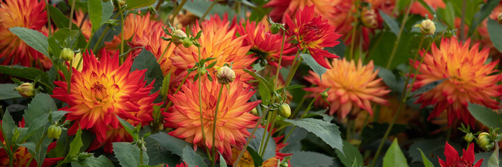 Panorama of flowers of Dahlia 'Sunset' in late summer in garden - Powered by Adobe