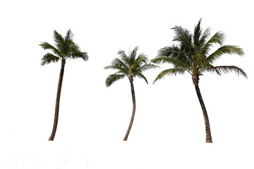 3 coconut trees with white background
