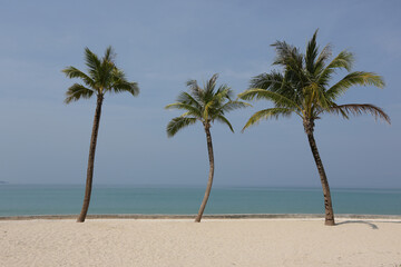 Fototapeta na wymiar 3 coconut trees with natural scenery background 