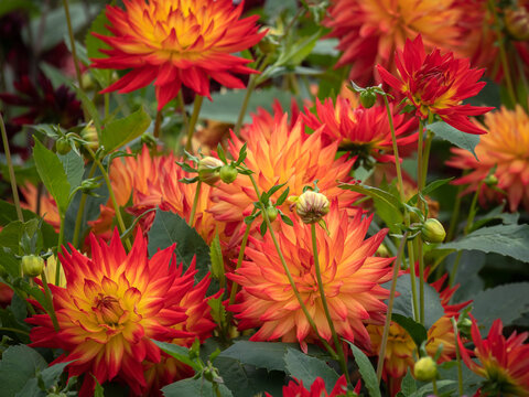 Flowers Of Dahlia 'Sunset' In Late Summer In Garden