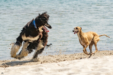 Naklejka premium Hunde am Strand