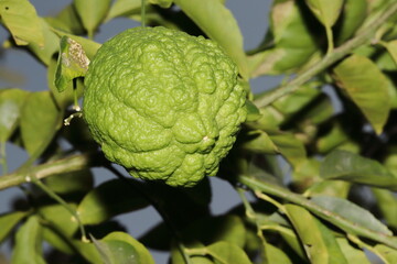 Organic Green Ripe Sour Hybrid Lime Fruit Hanging From Tree Branch