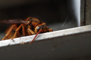 隠れるスズメバチ