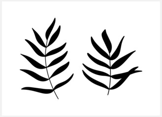 Doodle leaf of palm or fern icon isolated on white. Part tree. Plant vector stock illustration. EPS 10