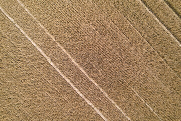 Aerial view of a wheat field in summer. Hail has severely damaged the field. Perfect as background.