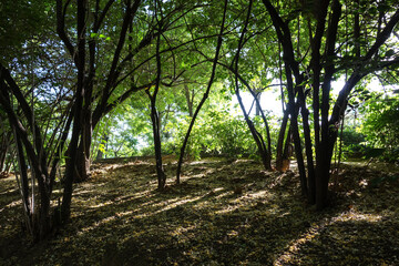 Fototapeta premium City park with trees and plants and small bridge road background