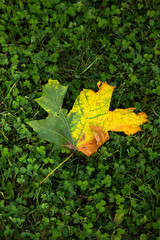 Autumn yellow maple leaf on green grass close up