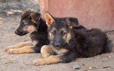 German shepherd puppies resting on the playground.