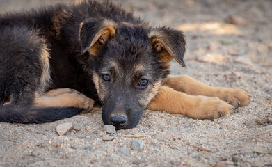 Puppy dog resting. 