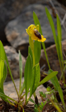Yellow Bee Orchid Algarve Portugal.