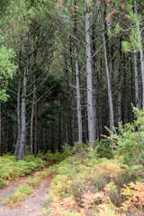 magnificent landscape of a pine forest and its carpet of ferns