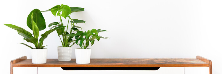 Various tropical houseplants in white ceramic pots on a shelf against white wall. Indoor home...