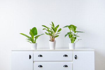 Collection of various tropical houseplants displayed in white ceramic pots. Potted exotic house plants on white sideboard against white wall.