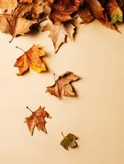 Brown and dry leaves falling down on pastel beige background. Creative fall natural concept. Wind...