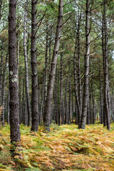 Obraz premium magnificent landscape of a pine forest and its carpet of ferns
