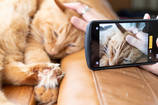 スマートフォンでペットを撮影　茶トラ猫