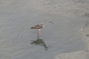 Dunkler Wasserläufer