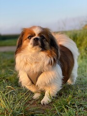 Kleiner Hund steht auf einer Wiese und blickt stolz in die Kamera mit erhobenem Kopf.
Tibet Spaniel, Tibetan Spaniel, Shi Tzu, Pekinese, Pekingese, little Dog, Haustier