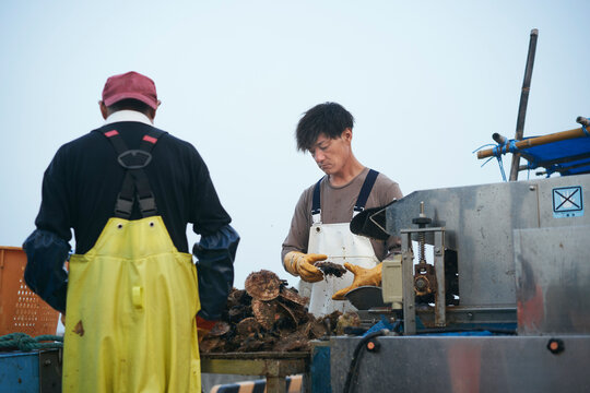 水揚げした帆立貝を洗浄選別する漁師