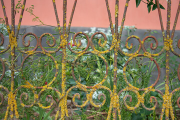 rusty iron fence in Milas, Bistrita, Romania, August, 2021