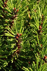 Detail of dense coniferous foliage of miniature cultivar of Creeping Pine tree, latin name Pinus Mugo Turra - Hnizdo (nest) in autumn afternoon sunshine. 