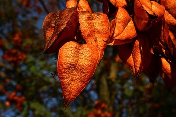 Heart shaped, bronze coloured seed pods of Goldenrain Tree, latin name Koelreuteria Paniculata,...