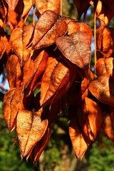 Bronze to brown coloured autumn seed pods of Goldenrain Tree, latin name Koelreuteria Paniculata, sunbathing in early fall afternoon sunshine. 