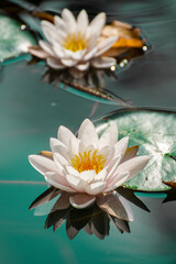 Waterlilies reflecting in  a lake  in Bistrita,Romania,  2021 AUGUST