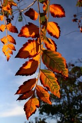 Green to orange and yellow coloured early autumn leaves of Goldendrain Tree, also called China Tree or Pride of India, latin name Koelreuteria paniculata, in late afternoon sunshine against blue skies