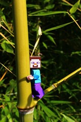 Obraz premium Figure of LEGO Minecraft character Steve climbing on Bamboo node near its side branch, summer afternoon sunshine. 