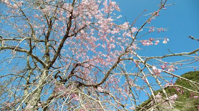 美しい枝垂れ桜と茅葺屋根の古民家