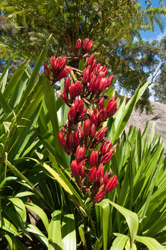Sydney Australia, flowering stem of a doryanthes palmeri, also known as the giant spear lily, is endemic to eastern Australia