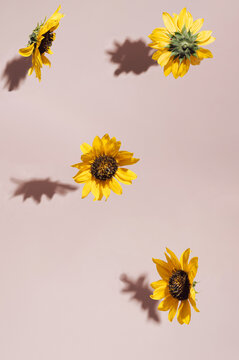 Sunflowers fly on a pink pastel background.