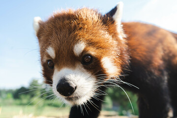 red panda eating bamboo